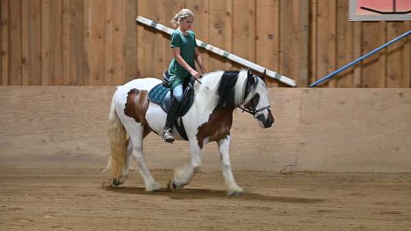 husband-safe-gypsy-vanner-horse