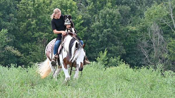 kid-safe-gypsy-vanner-horse