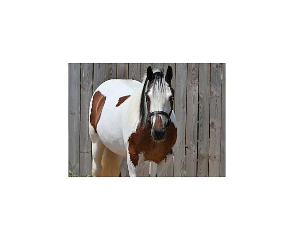 lesson-gypsy-vanner-horse
