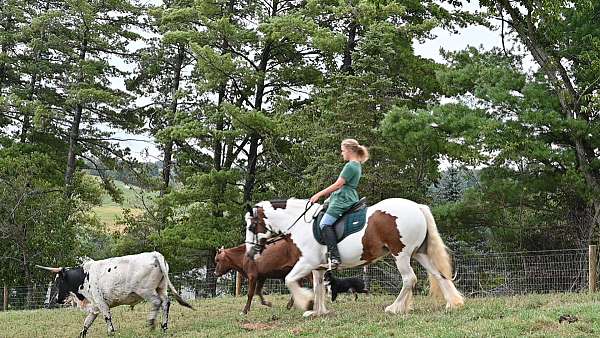 playday-gypsy-vanner-horse
