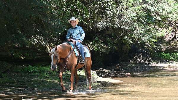 beginner-quarter-horse