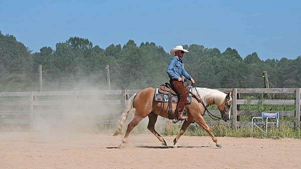 husband-safe-quarter-horse