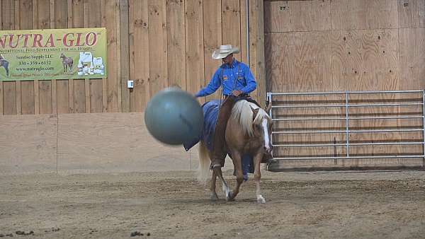 kid-safe-quarter-horse