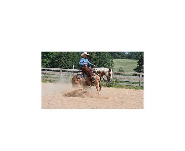 parade-quarter-horse