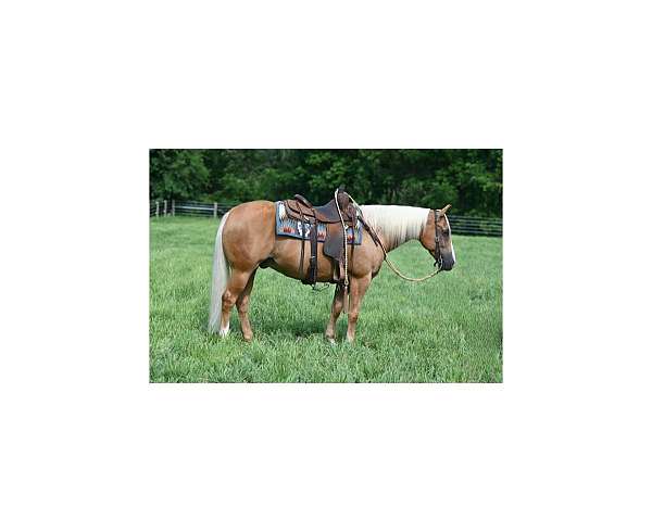 all-around-quarter-horse
