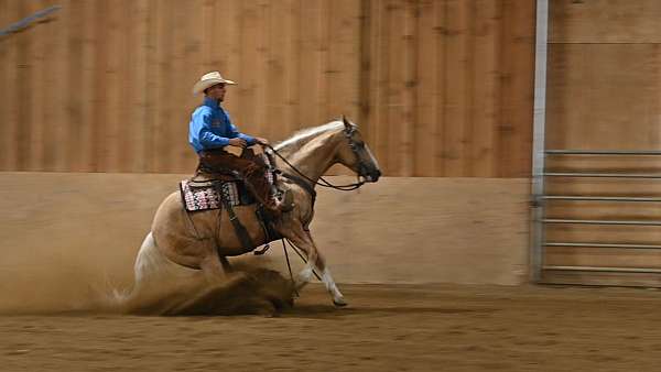 beginner-quarter-horse