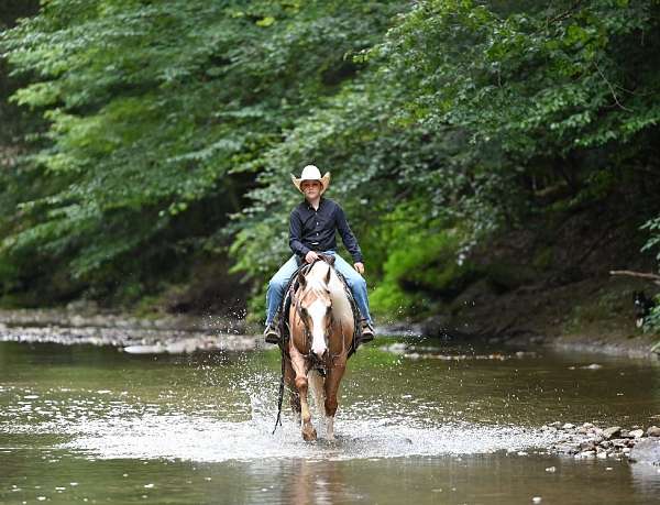 husband-safe-quarter-horse
