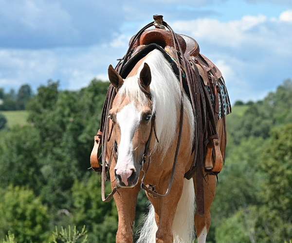 performance-quarter-horse