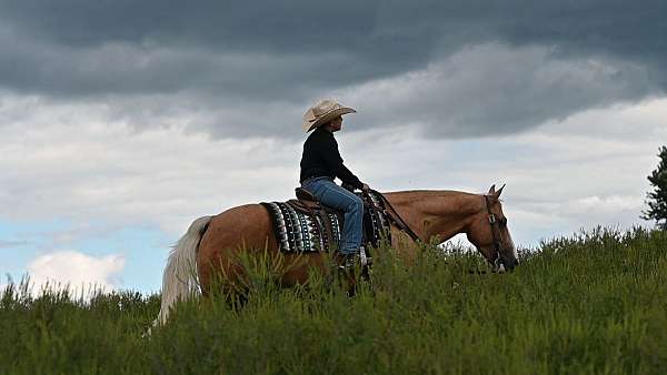playday-quarter-horse