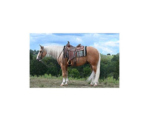 all-around-quarter-horse