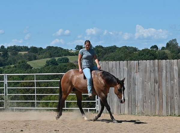 english-pleasure-quarter-horse