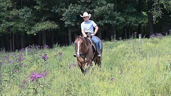 beginner-quarter-horse