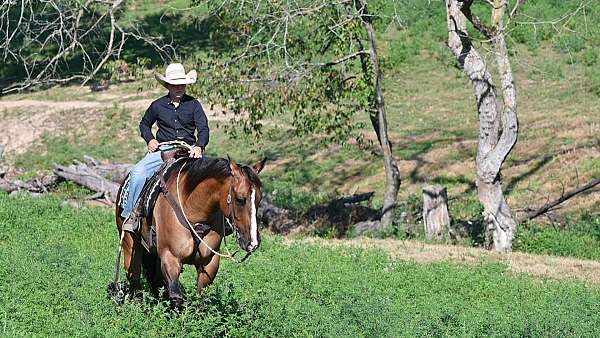 jumper-quarter-horse
