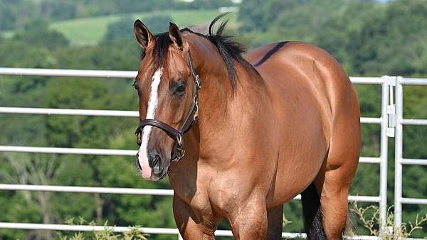 jumping-quarter-horse