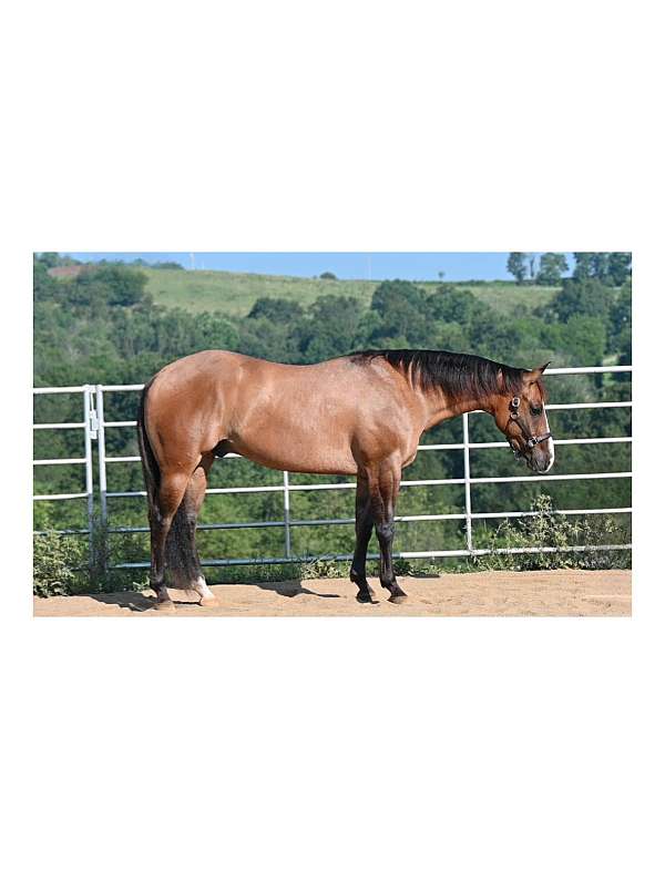 all-around-quarter-horse