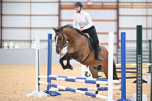 hunter-jumper-quarter-horse