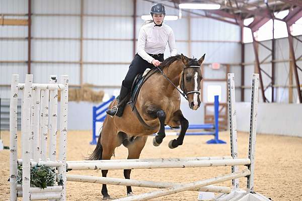eventing-quarter-horse