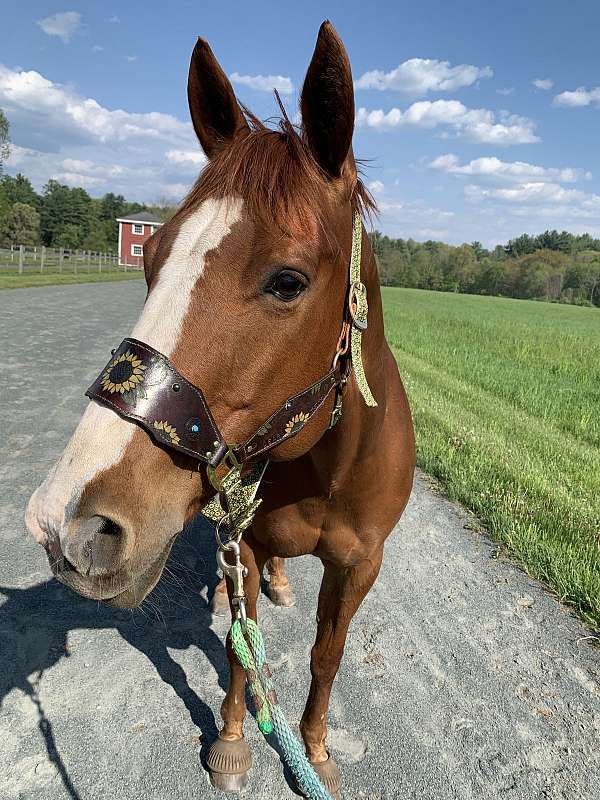 all-around-quarter-horse