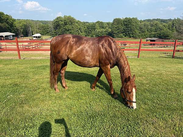 english-pleasure-quarter-horse