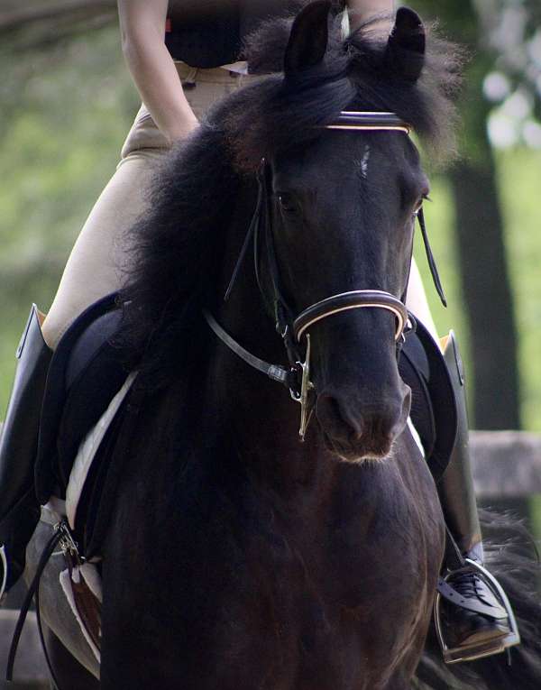 all-around-friesian-horse
