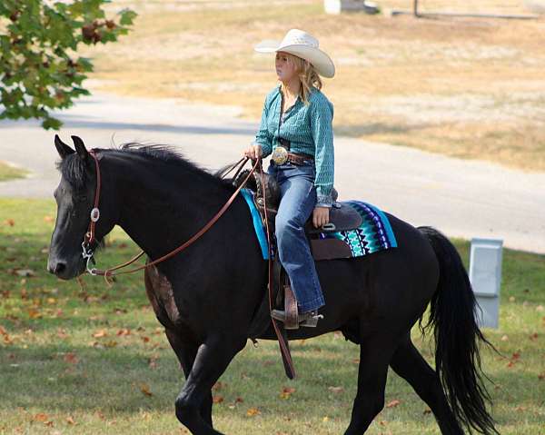 dressage-friesian-horse
