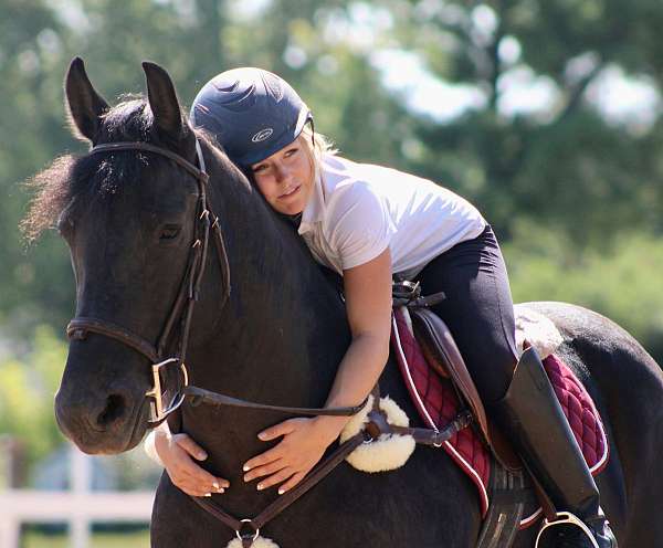 english-pleasure-friesian-horse