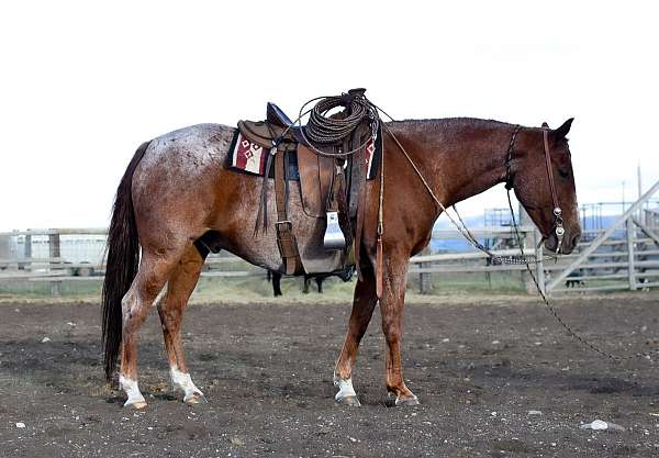 ranch-horse-quarter