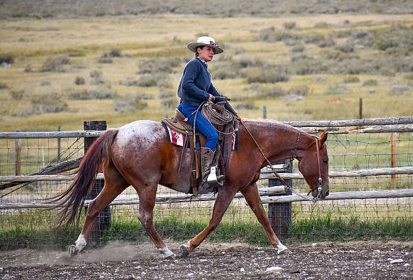 working-ranch-horse-quarter