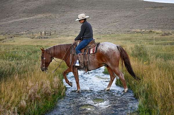 ranch-sorting-quarter-horse