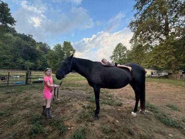 standardbred-mare