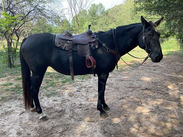 standardbred-horse-for-sale