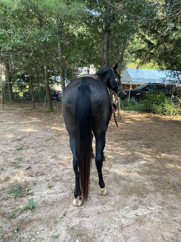 standardbred-horse