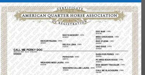 all-around-quarter-horse