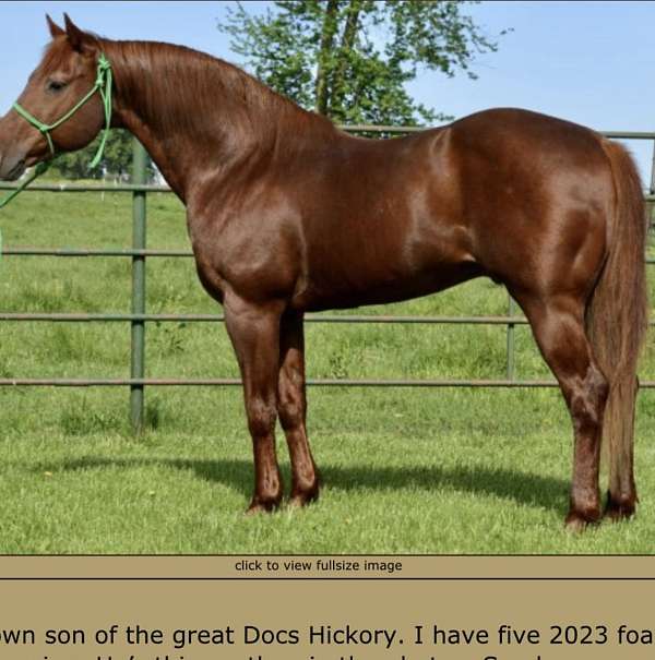 sorrel-blaze-3-socks-horse