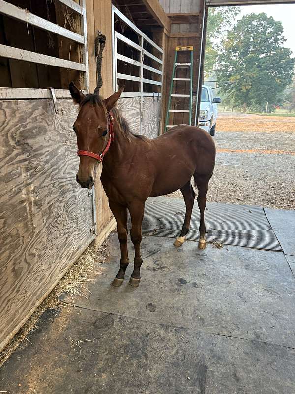 both-rear-pasterns-horse