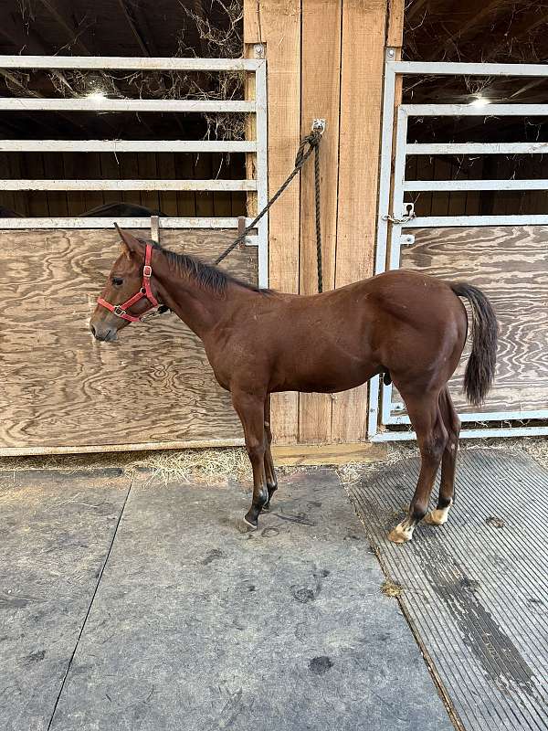 bay-both-rear-pasterns-horse