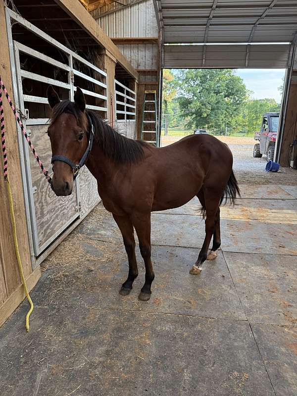 both-rear-pasterns-horse