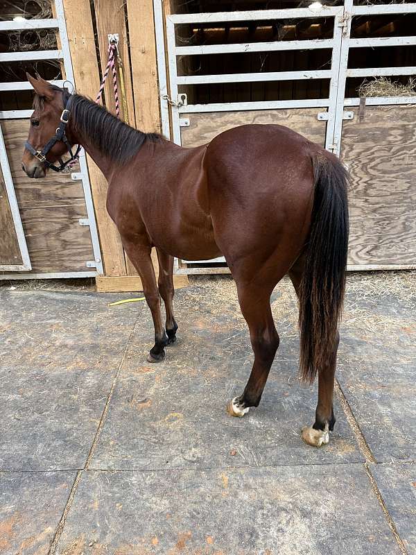 bay-both-rear-pasterns-horse