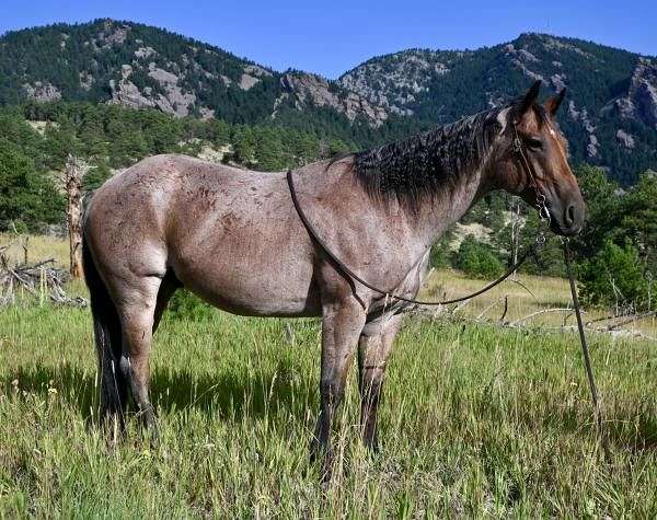 athletic-quarter-horse
