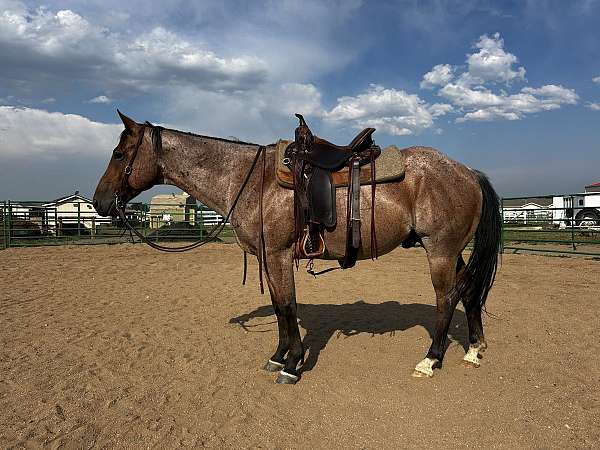 all-around-quarter-horse