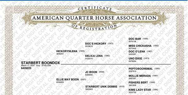 all-around-quarter-horse