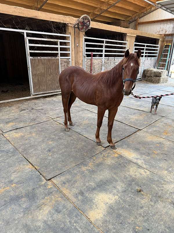 grey-star-horse