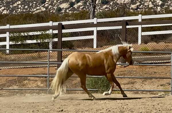 performance-welsh-cob-horse