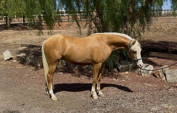 playday-welsh-cob-horse