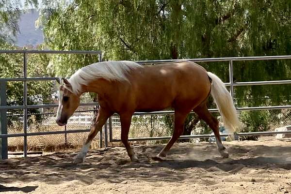 show-hack-welsh-cob-horse