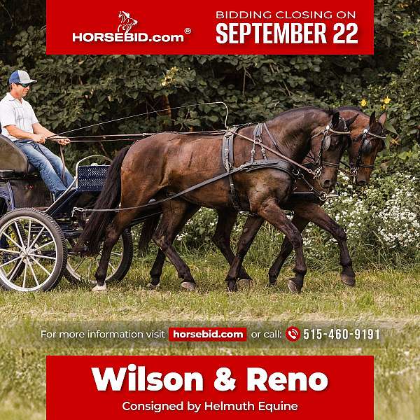 all-around-friesian-horse