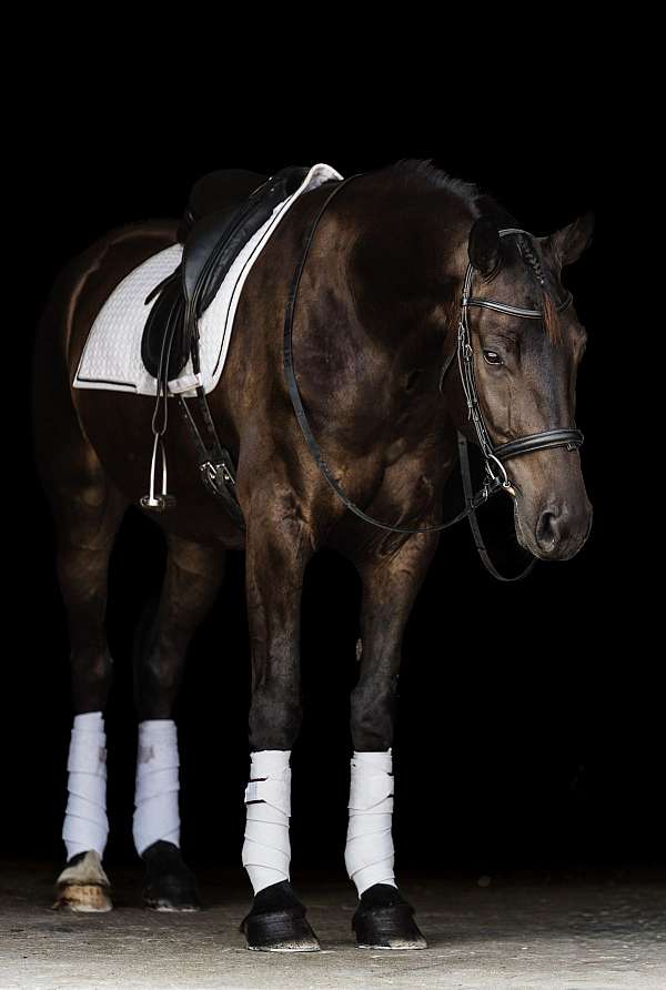 athletic-friesian-horse