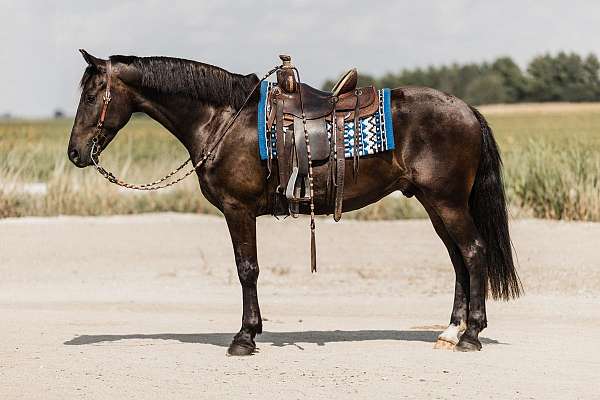 dressage-friesian-horse