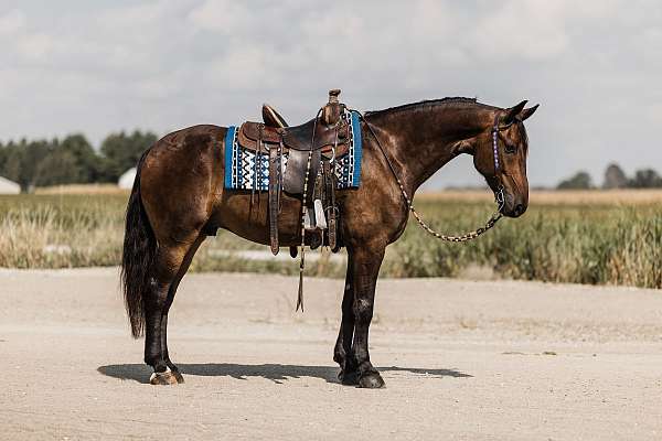 driving-friesian-horse