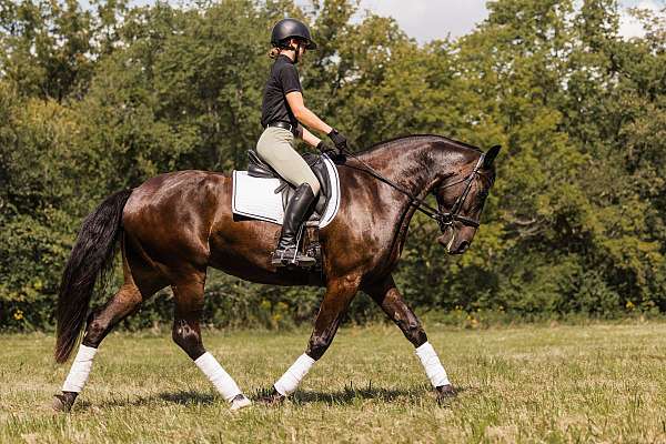 flashy-friesian-horse